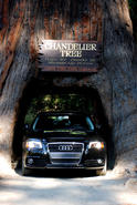Audi A3 TDI RenDiesel 7
