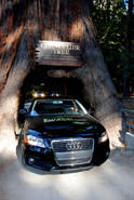 Audi A3 TDI RenDiesel 8