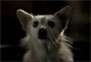 Bridgestone Obstacle, Scream and Lucky Dog commercials