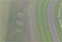 Crop Circles at Goodwood Motor Circuit