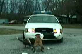 Video: Dogs destroy police car
