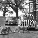 Ford Transit Turns 45 4