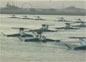 Video: Stealth Flying Boats From Iran