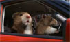 Kia Soul mice commercial