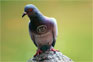 Pigeons Banned From Kia Dealerships