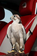 Rolls Royce Phantom Coupe Shaheen 7