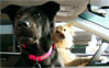 Subaru dog driving lessons