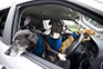 Volkswagen Dog Driving Training Program Announced