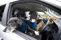 Volkswagen Dog Driving Training Program 1