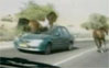 Video: Horse vs Car