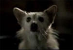 Bridgestone Obstacle, Scream and Lucky Dog commercials