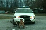 Video: Dogs destroy police car