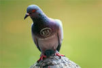 Pigeons Banned From Kia Dealerships