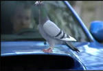 Subaru Impreza STI Pigeon Ad