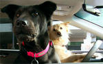Subaru dog driving lessons