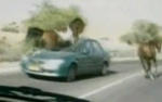 Video: Horse vs Car