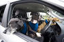 Volkswagen Dog Driving Training Program Announced Photos