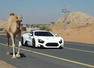 Zenvo ST1 vs camels Photos