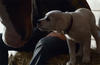 Budweiser Lost Dog Super Bowl 2015 Commercial