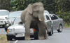Elephant Has Love Story with Mercedes W124