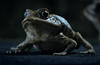 Ford Toad Commercial