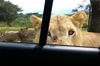 Lion Opens Safari Car Door For A Quick Snack