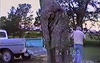 Loading a Log into a Pickup Truck: Jackass Edition