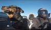 A Man, His Dog And An Ariel Atom Ride