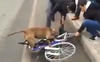 Pitbull Loves Bicycles on Public Roads