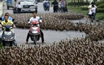 5,000 Ducks Disrupt The Morning Commute