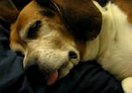 Blow Off Dog: Especially Built For Gearheads