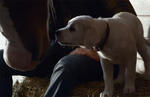 Budweiser Lost Dog Super Bowl 2015 Commercial