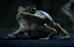 Ford Toad Commercial