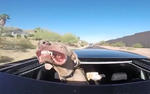 This Is Probably The Happiest Dog Alive