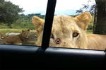 Lion Opens Safari Car Door For A Quick Snack