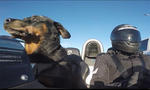 A Man, His Dog And An Ariel Atom Ride
