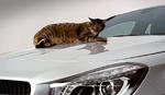 Mercedes Uses Cat To Demonstrate CLA Aerodynamics