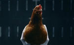 Mercedes Chicken Commercial