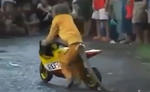 Monkey does Motorcycle Tricks