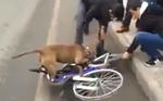 Pitbull Loves Bicycles on Public Roads