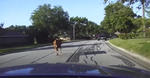 Texas Police Chases Down A Bull